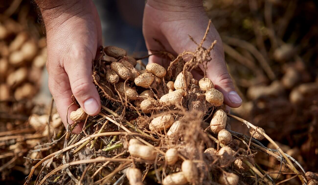 It All Starts With Peanuts - Inspired - Hormel Foods