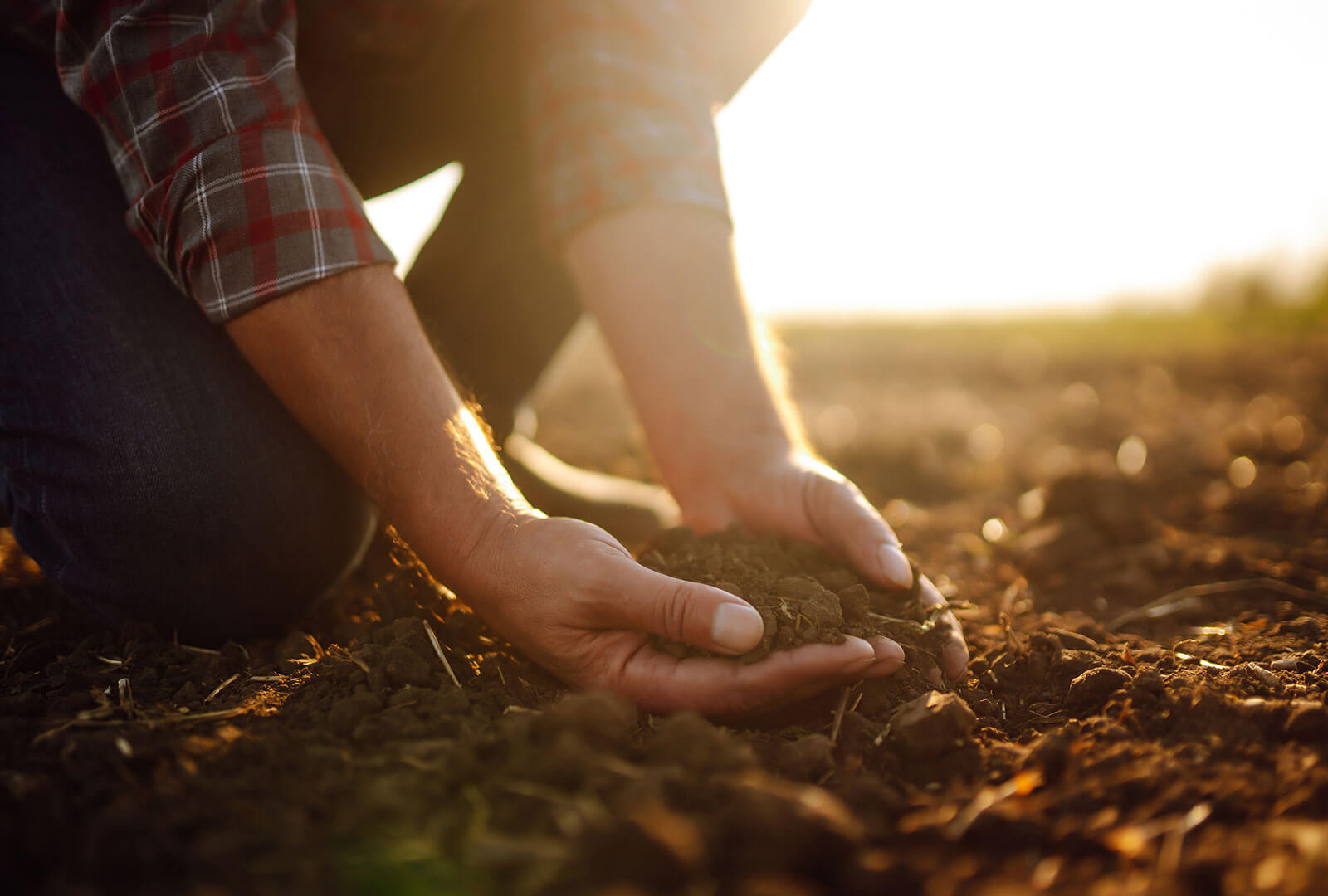 A man kneeling down to hold rich, loamy soil in his hands